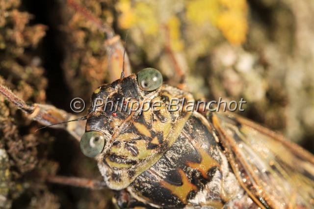 cicada orni 4.JPG - Cigale grise (portrait)Cicada orniHemiptera, CicadidaeFrance